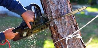 Best Tree Cabling and Bracing  in Wilton, CA