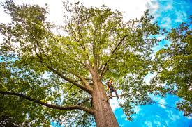 Best Pest Control for Lawns  in Wilton, CA