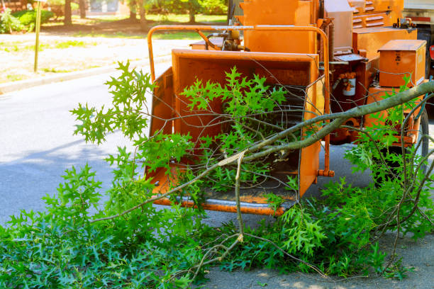 Professional Tree Services in Wilton, CA