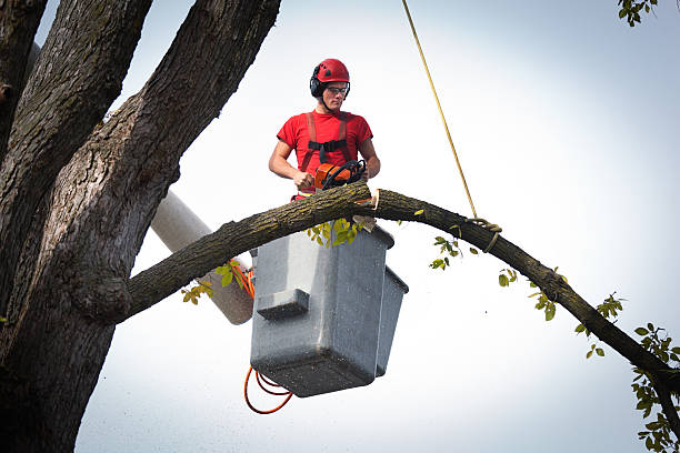 Leaf Removal in Wilton, CA