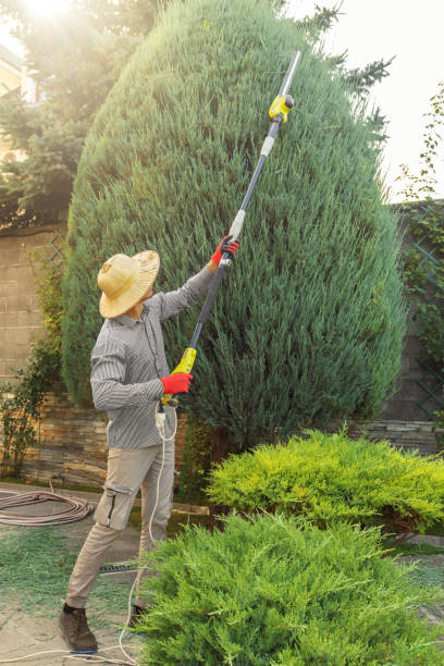 How Our Tree Care Process Works  in  Wilton, CA