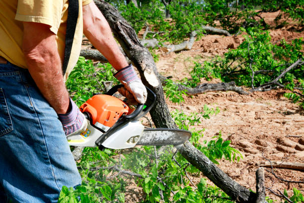 Best Arborist Consultation Services  in Wilton, CA